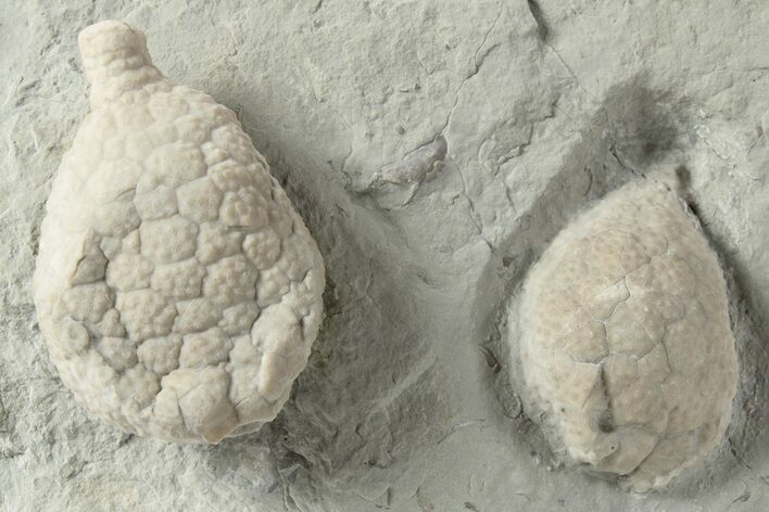 Two Cystoid (Holocystites) Fossils - Indiana #232697